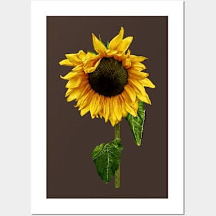 Sunflowers - Sunflower With Peakaboo Bangs Posters and Art